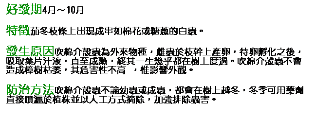 文字方塊: 好發期4月～10月 特徵茄冬枝條上出現成串如棉花或糖蔥的白蟲。 發生原因吹綿介殼蟲為外來物種，雌蟲於枝幹上產卵，待卵孵化之後，吸取葉片汁液，直至成熟，終其一生幾乎都在樹上度過。吹綿介殼蟲不會造成樟樹枯萎，其危害性不高 ，惟影響外觀。 防治方法吹綿介殼蟲不論幼蟲或成蟲，都會在樹上越冬，冬季可用藥劑直接噴灑於植株並以人工方式摘除，加強排除蟲害。 