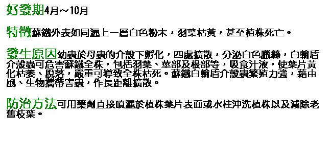 文字方塊: 好發期4月～10月 特徵蘇鐵外表如同灑上一層白色粉末，羽葉枯黃，甚至植株死亡。 發生原因幼蟲於母蟲的介殼下孵化，四處擴散，分泌白色臘絲，白輪盾介殼蟲可危害蘇鐵全株，包括羽葉、莖部及根部等，吸食汁液，使葉片黃化枯萎、脫落，嚴重可導致全株枯死。蘇鐵白輪盾介殼蟲繁殖力強，藉由風、生物攜帶害蟲，作長距離擴散。 防治方法可用藥劑直接噴灑於植株葉片表面或水柱沖洗植株以及減除老舊枝葉。 