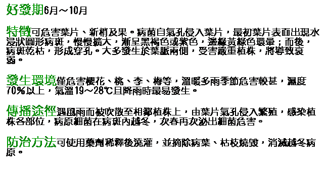 文字方塊: 好發期6月～10月 特徵可危害葉片、新梢及果。病菌自氣孔侵入葉片，最初葉片表面出現水浸狀圓形病斑，慢慢擴大，漸呈黑褐色或紫色，邊緣黃綠色環暈；而後，病斑乾枯，形成穿孔。大多發生於葉脈兩側，受害嚴重植株，將導致衰弱。 發生環境僅危害櫻花、桃、李、梅等，溫暖多雨季節危害較甚，濕度70％以上，氣溫19～28℃且降雨時最易發生。 傳播途徑遇風雨而被吹散至相鄰植株上，由葉片氣孔侵入繁殖，感染植株各部位，病原細菌在病斑內越冬，次春再次泌出細菌危害。 防治方法可使用藥劑稀釋後澆灌，並摘除病葉、枯枝燒毀，消滅越冬病原。       