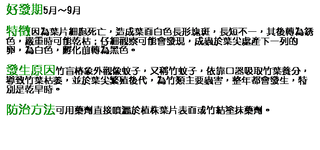 文字方塊: 好發期5月～9月 特徵因為葉片細胞死亡，造成葉面白色長形塊斑，長短不一，其後轉為銹色，嚴重時可能乾枯；仔細觀察可能會發現，成蟲於葉尖處產下一列的卵，為白色，孵化前轉為黑色。 發生原因竹盲椿象外觀像蚊子，又稱竹蚊子，依靠口器吸取竹葉養分，導致竹葉枯萎，並於葉尖繁殖後代，為竹類主要蟲害，整年都會發生，特別是乾旱時。 防治方法可用藥劑直接噴灑於植株葉片表面或竹結塗抹藥劑。 